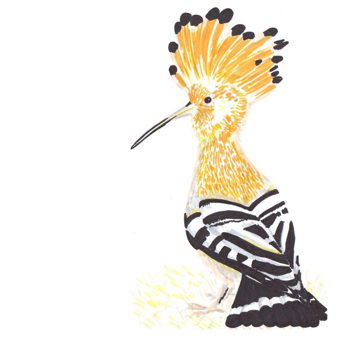 Малая выпь, или волчок – Ixobrychus minutus