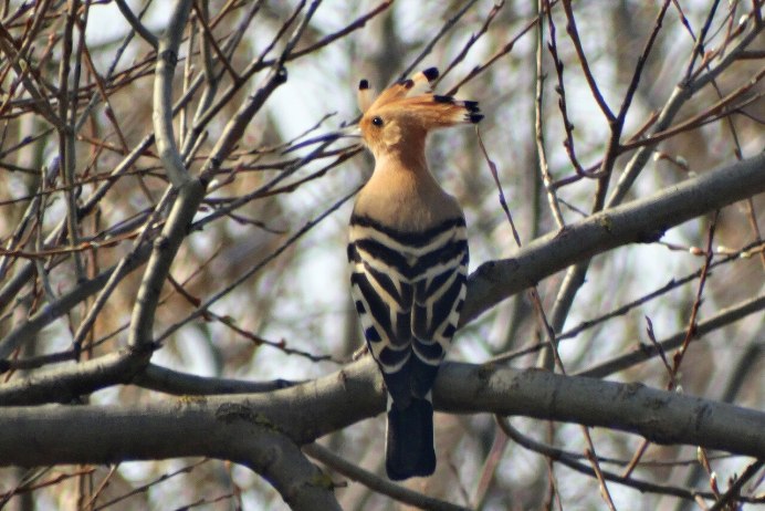Фиолетовый Лесной Удод