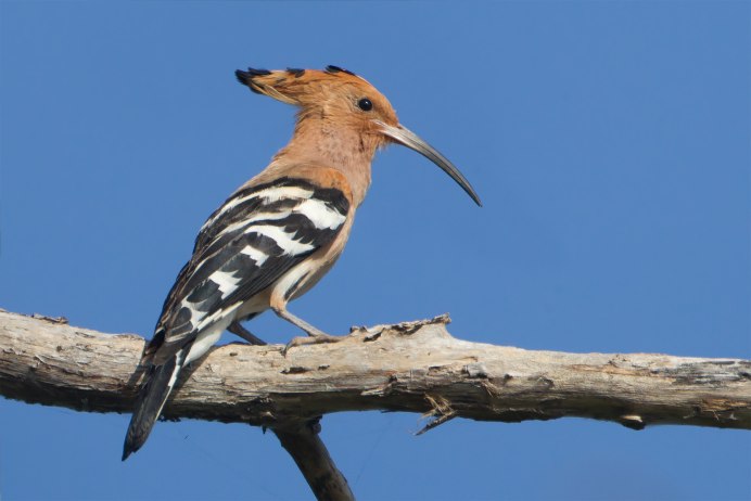 Удод Сибирский