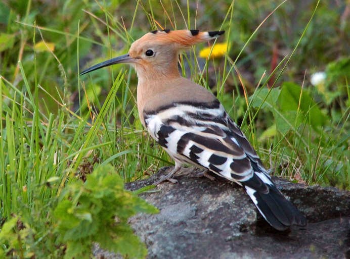 Выпь и Удод братья Гримм