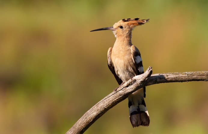 Волчок (Ixobrychus minutus). Птицы Казахстана.