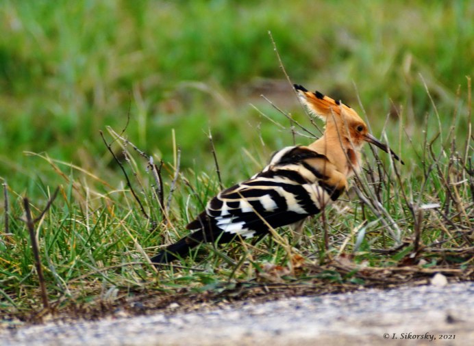 Отряд Удодообразные