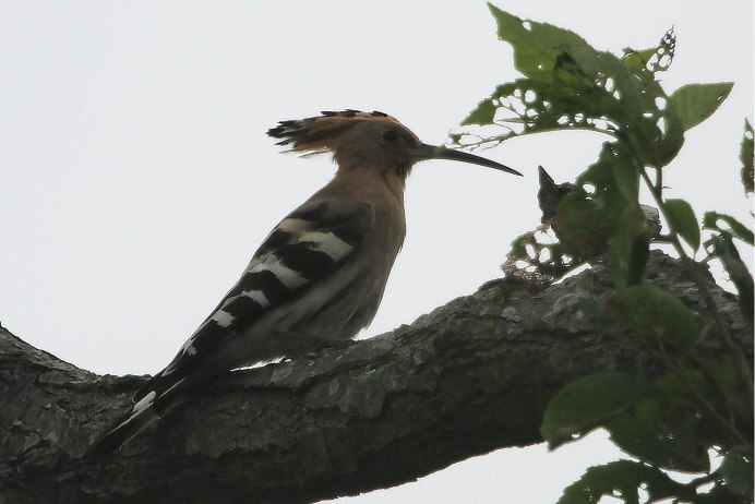 Common Hoopoe