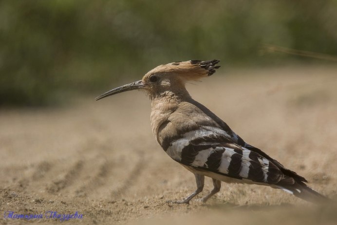 Выпь Болотная