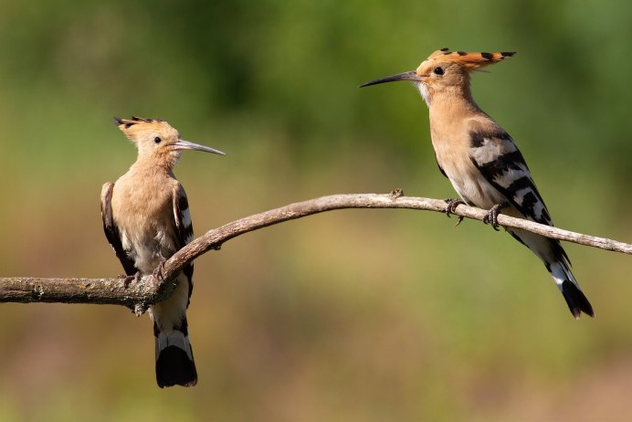 Рыжая цапля Забайкальский край