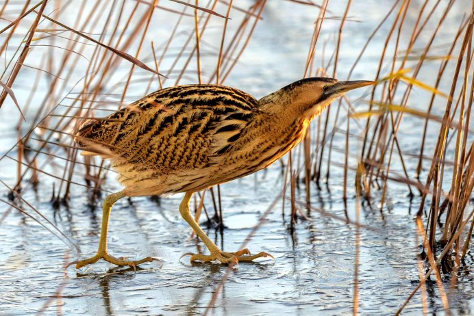 Большая выпь Botaurus Stellaris