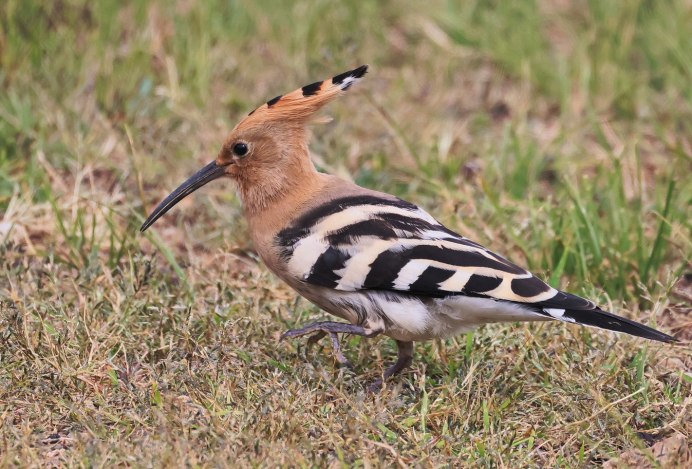 Израильский Удод