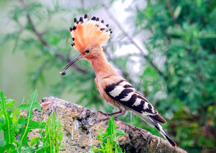 Малая выпь птица Болотная