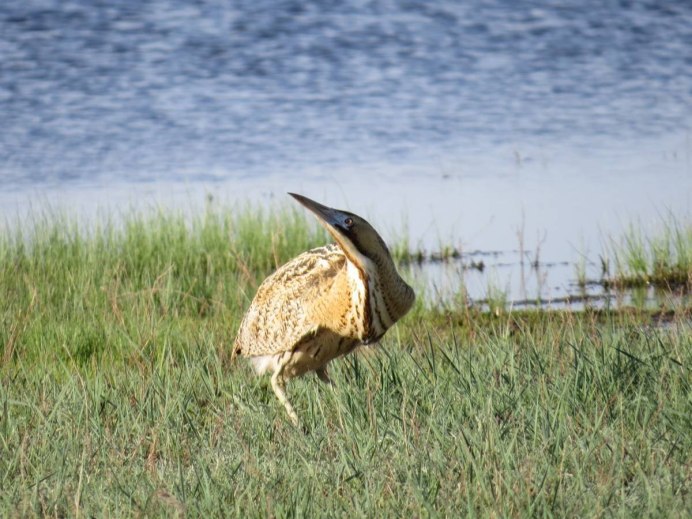 Зейбель птица есть такая
