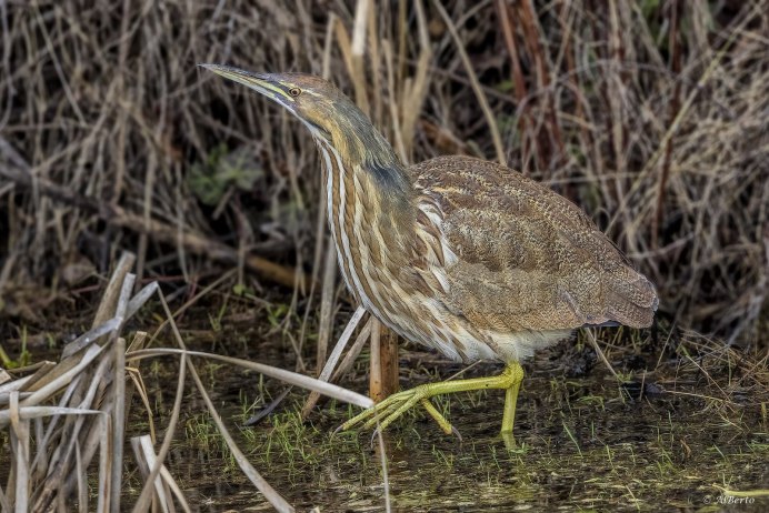 Выпь обыкновенная