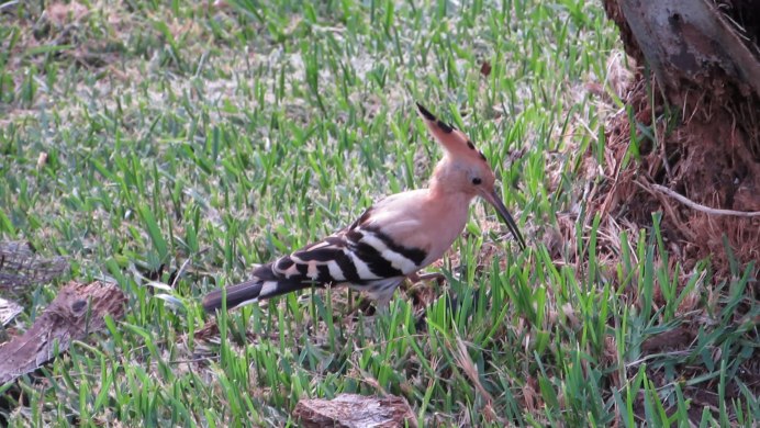 Скала удода Крыму
