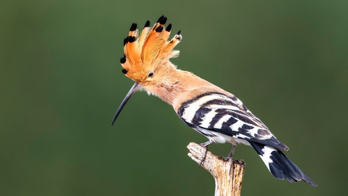 Болотная выпь Дроздов