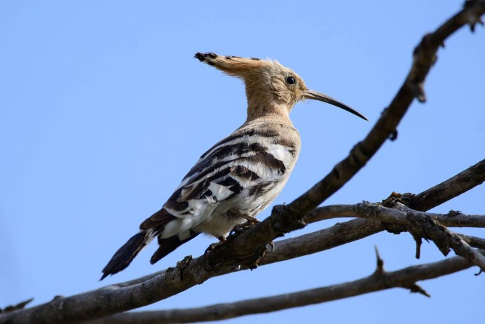 Удод (Upupa Epops)