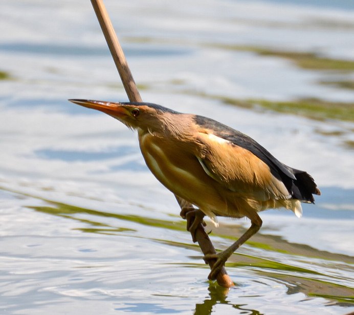 Перелётные птицы названия для детей список с картинками