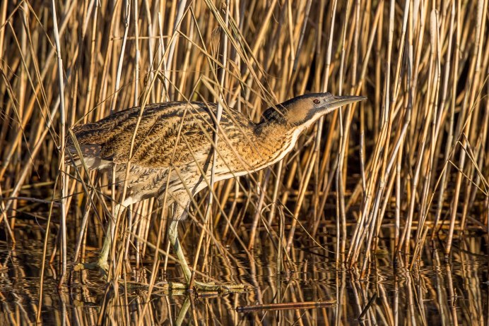 Выпь водяной бык