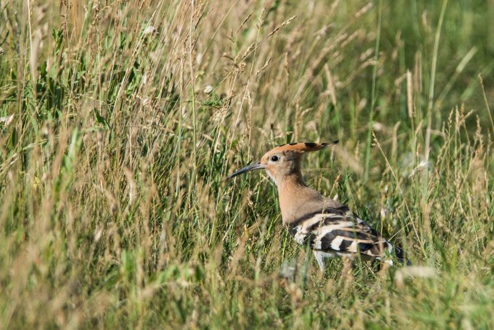 Урочище Удодов