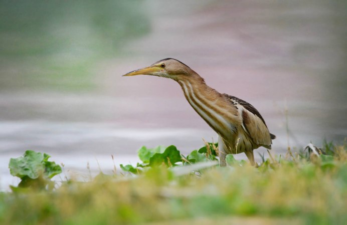 Выпь Болотная птенец
