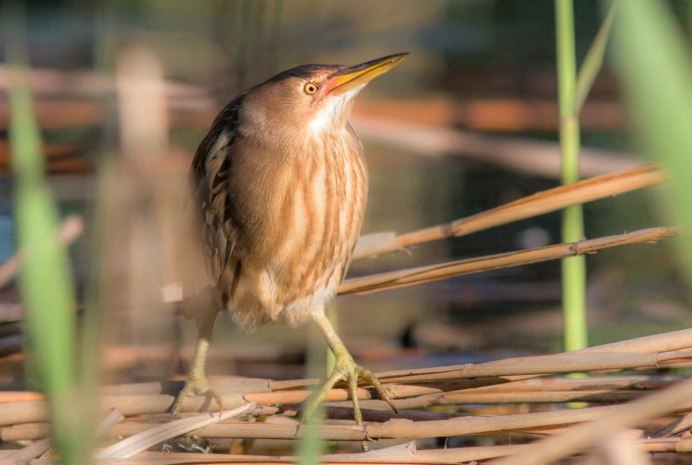 Как выглядит Удод
