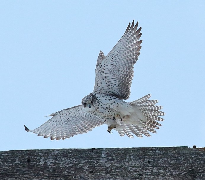 Кречет - Falco rusticolus Linnaeus