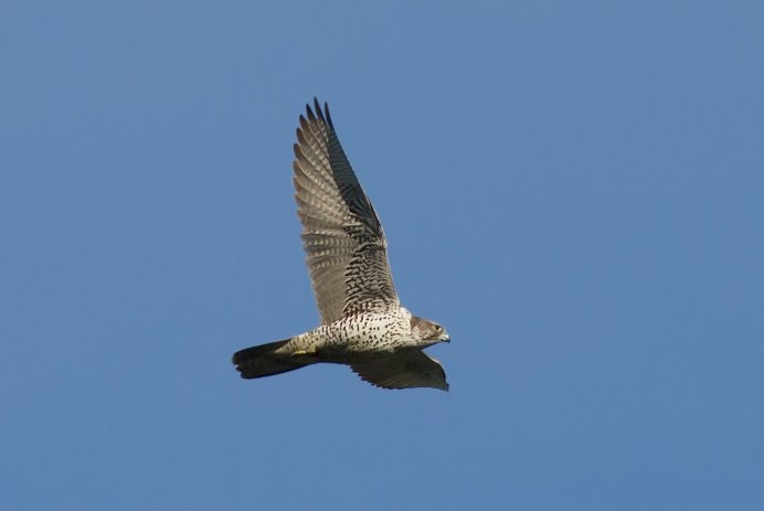 Кречет Falco rusticolus