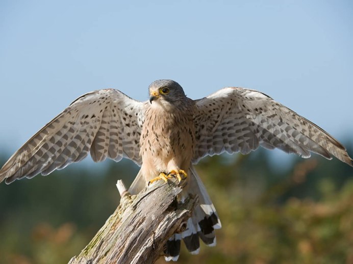 Falco gyrfalco