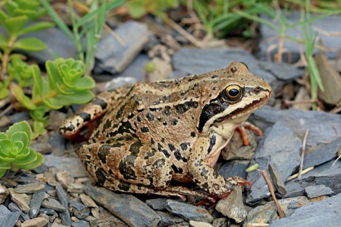 Rana macrocnemis