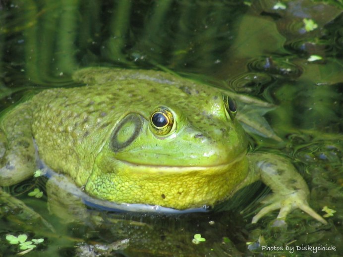 Колхидская жаба (Bufo verrucosissimus)