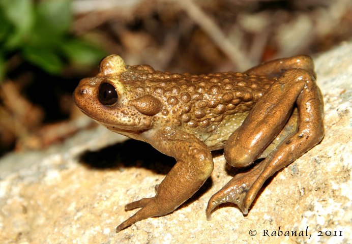 Rana Pirica