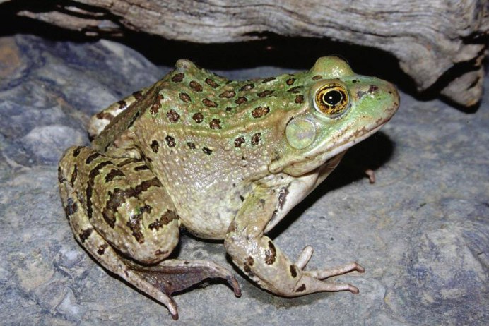 Кавказская крестовка (Pelodytes caucasicus)