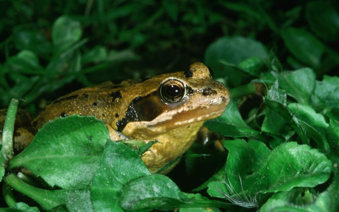 Сибирская лягушка Rana amurensis