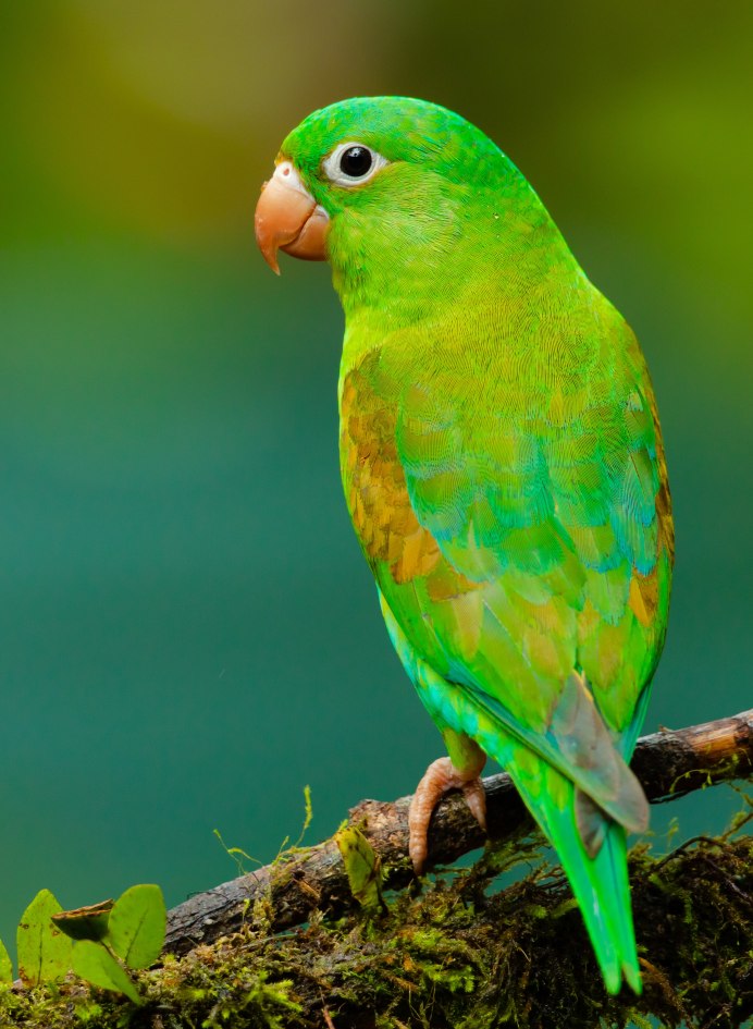 Golden Conure попугай