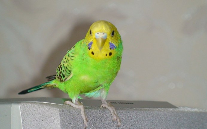 Golden Conure попугай