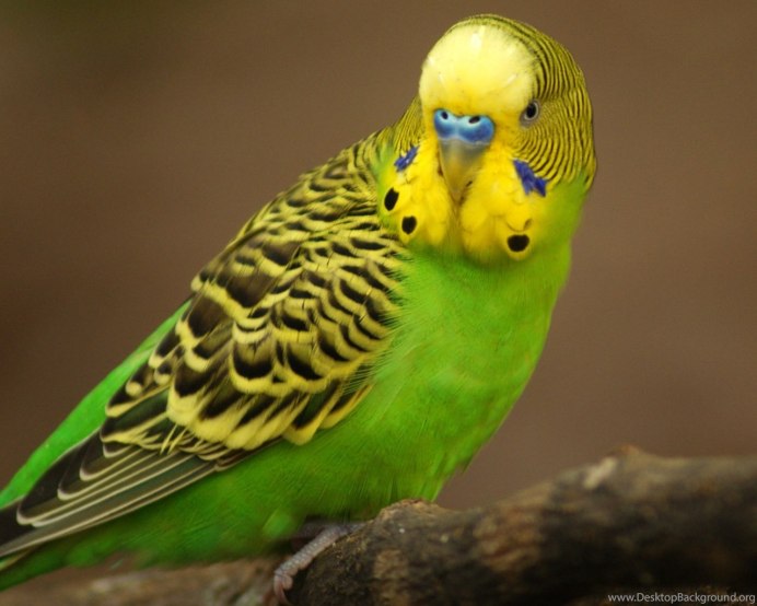 The budgerigar-Budgie Parrot