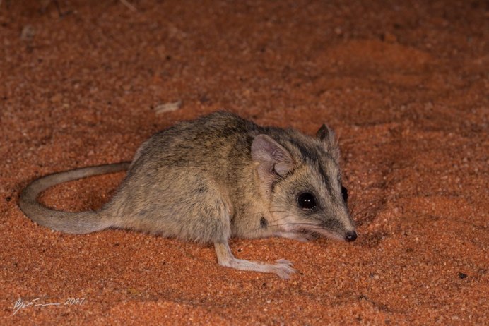 Сумчатая мышь Кимберли