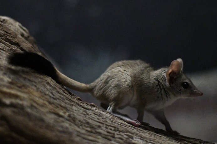 Сумчатый тушканчик Австралии