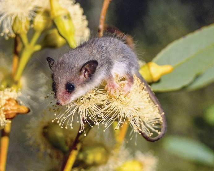 Австралийская сумчатая мышь