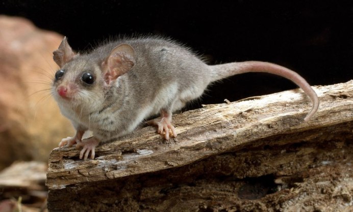 Поссум (карликовый Летучий кускус)