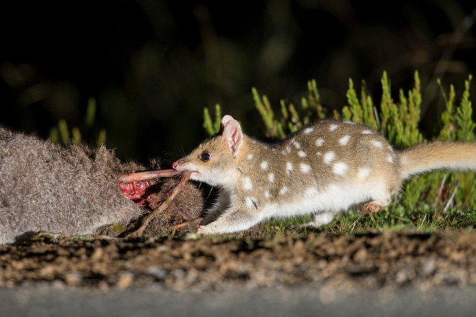Сумчатая мышь Кимберли