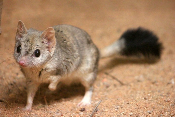 Сумчатая мышь Австралии