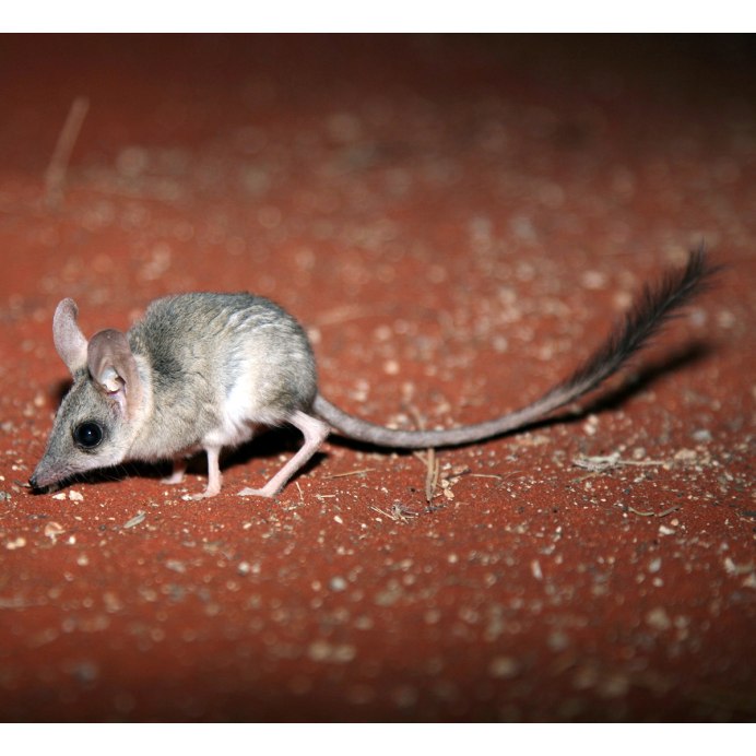 Австралийский тушканчик