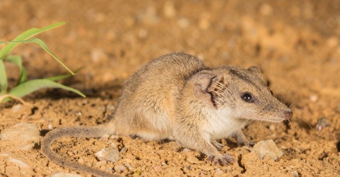 Животные Австралии сумчатая мышь