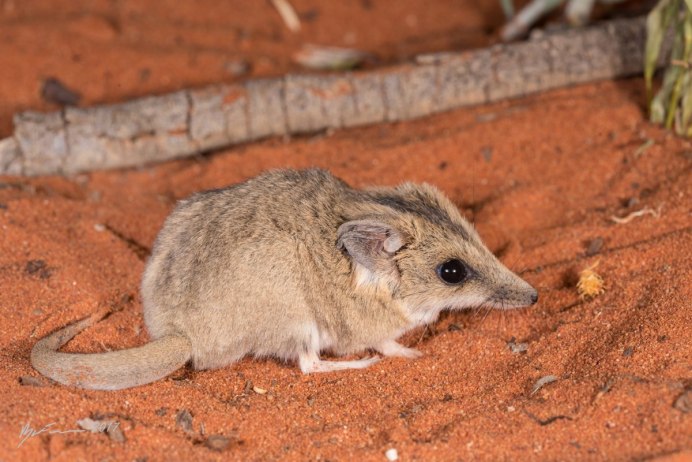 Сумчатая мышь Кимберли