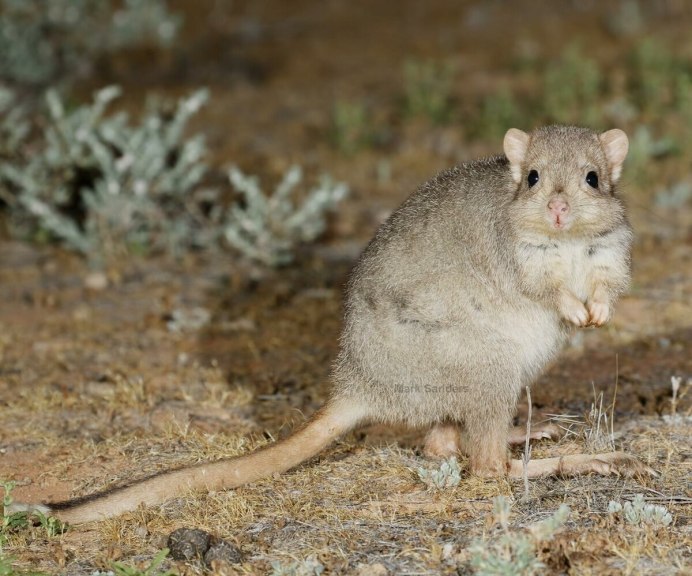Северная сумчатая мышь