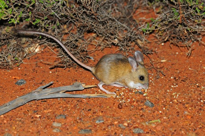 Австралийский карликовый опоссум