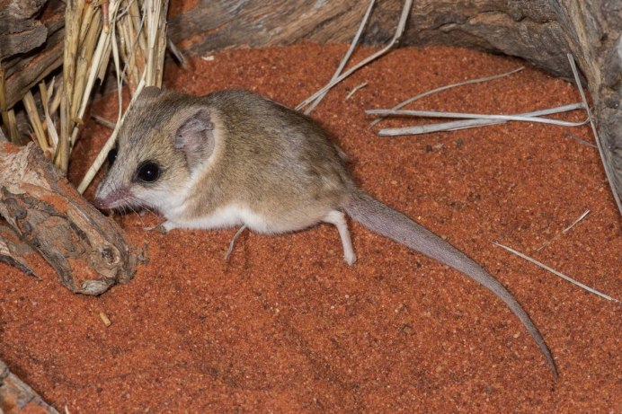 Сумчатая мышь Австралии