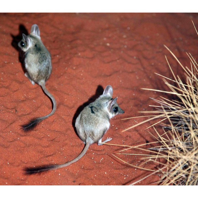 Мускусная кенгуровая крыса