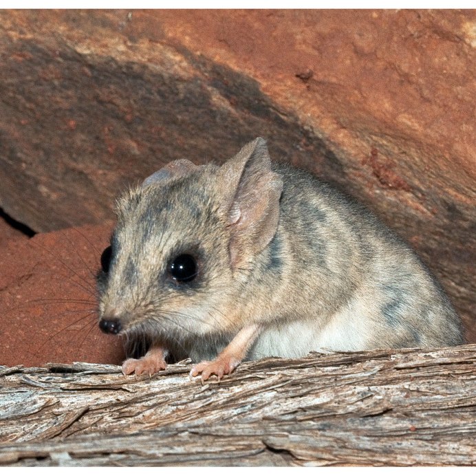 Сумчатый тушканчик Австралии