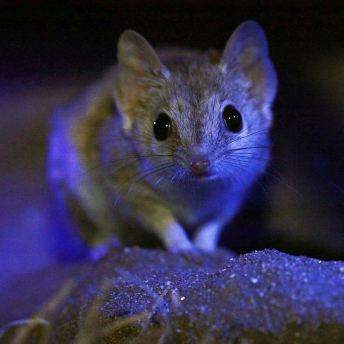 Крапчатая сумчатая мышь