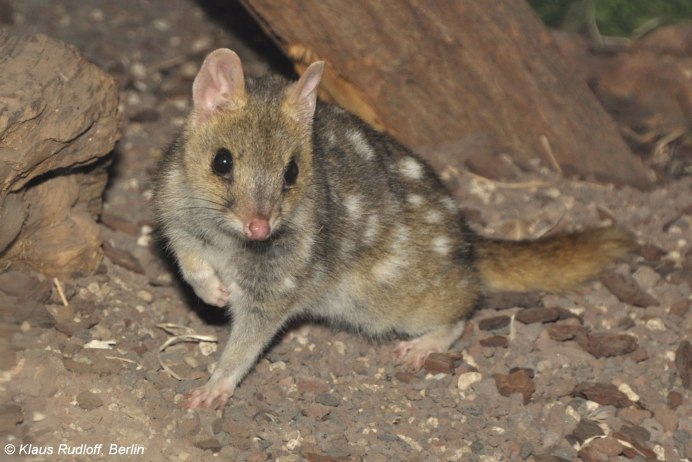 Сумчатая мышь