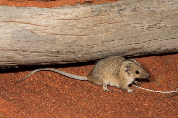 Кенгуровый прыгун Морро